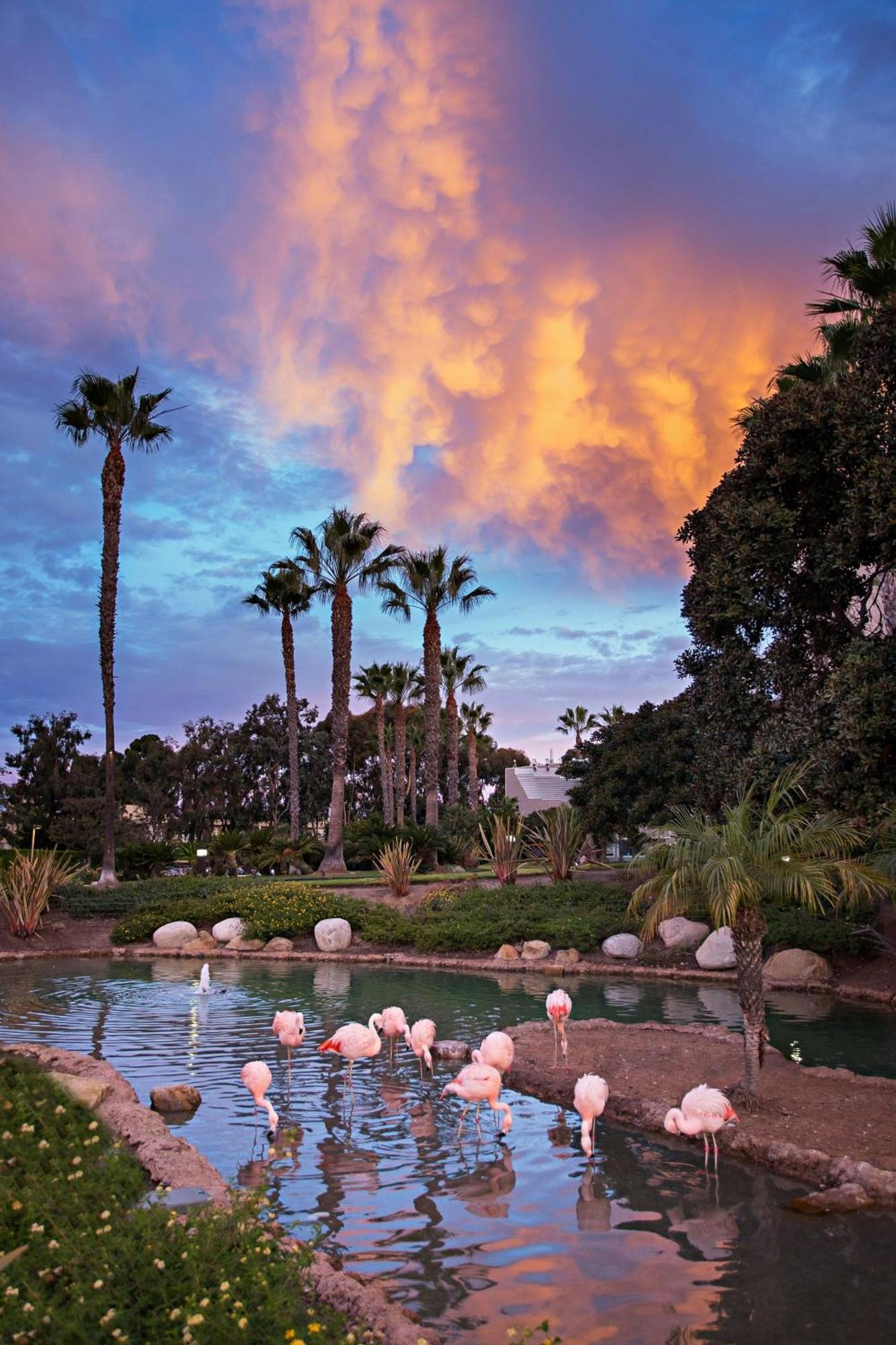 Coronado Island Marriott Resort & Spa San Diego Dış mekan fotoğraf